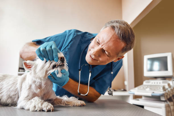 Best Emergency Dental Care for Trauma or Injury in Glen Head, NY